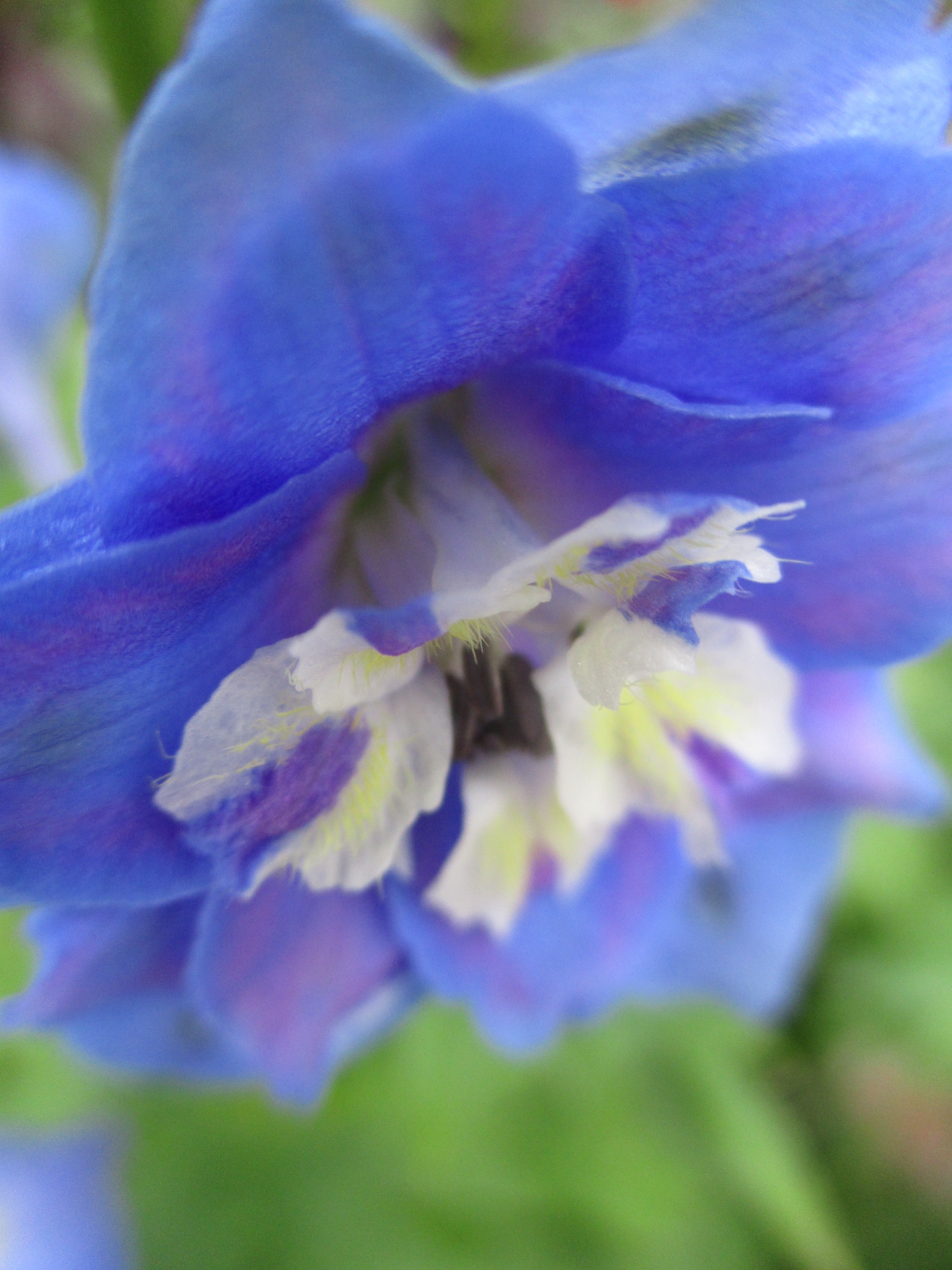 Delphinium Blues
