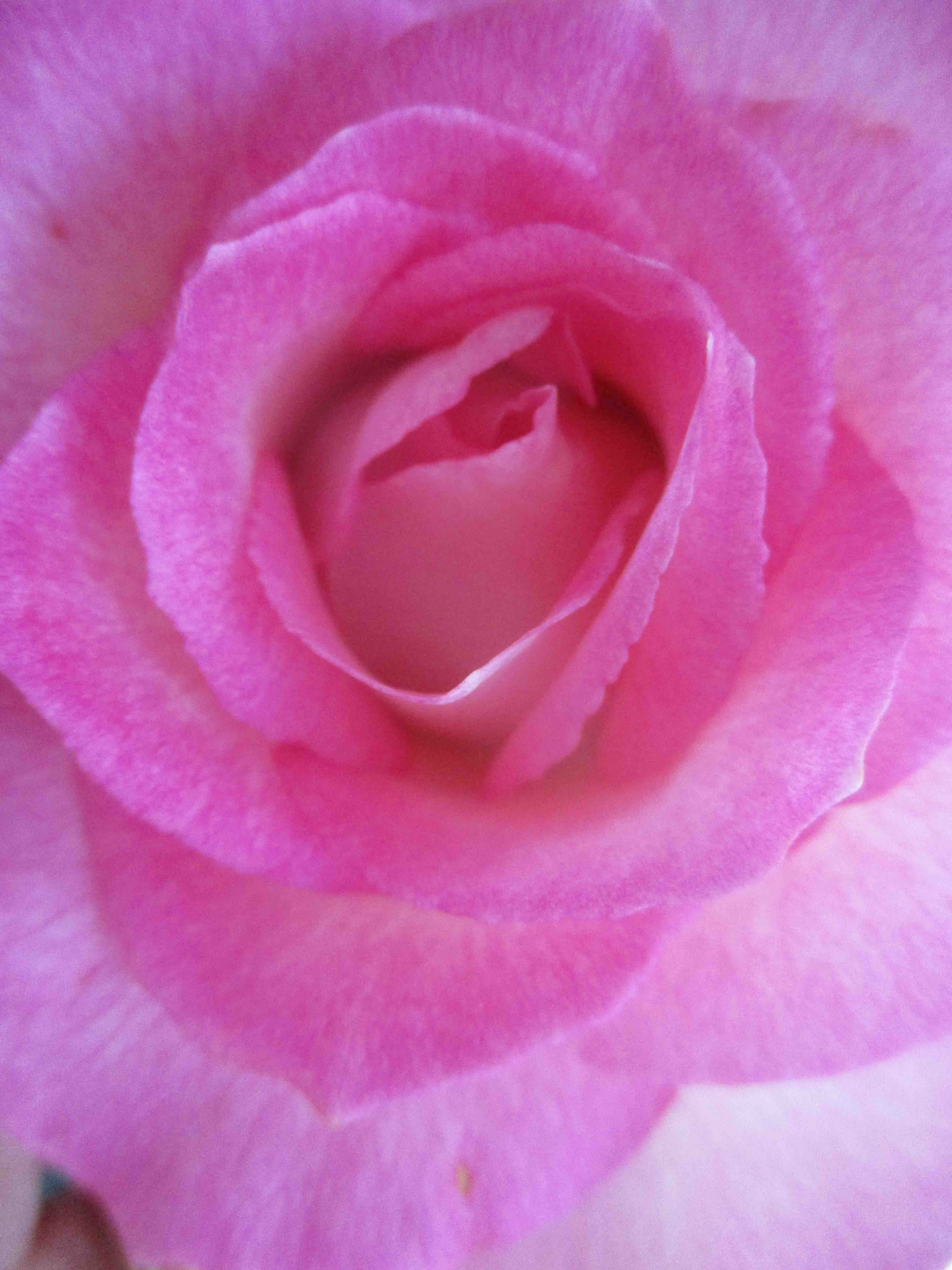 pink rose.jpg